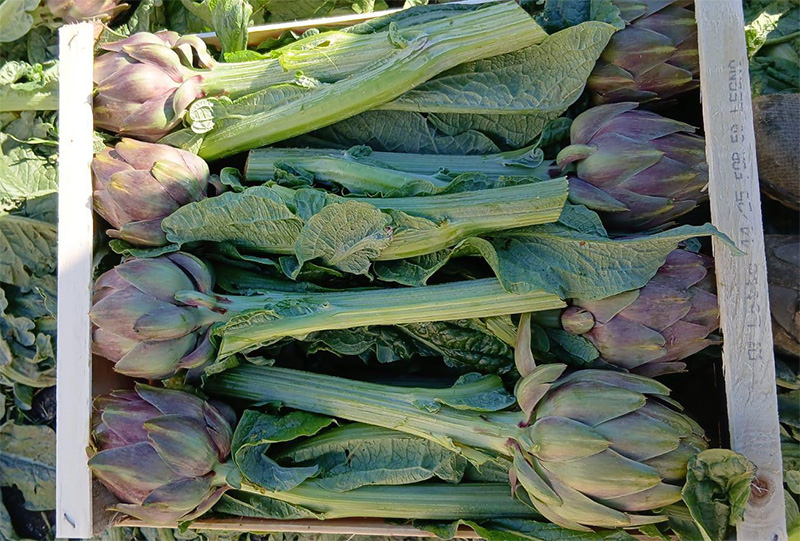 Craciofi opal - Puglia - 0,70 euro a capolino